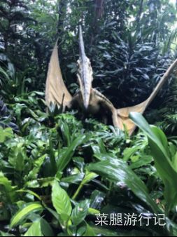 广州长隆野生动物园地址,广州长隆野生动物园打卡文案