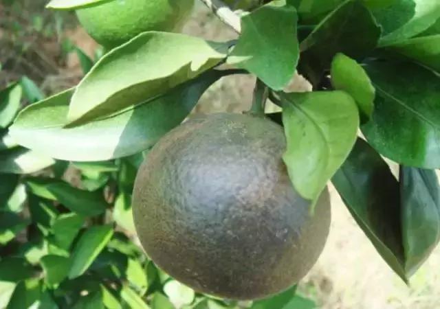 柑橘10月份还要预防锈壁虱吗,柑橘锈壁虱防治最新农药有哪些