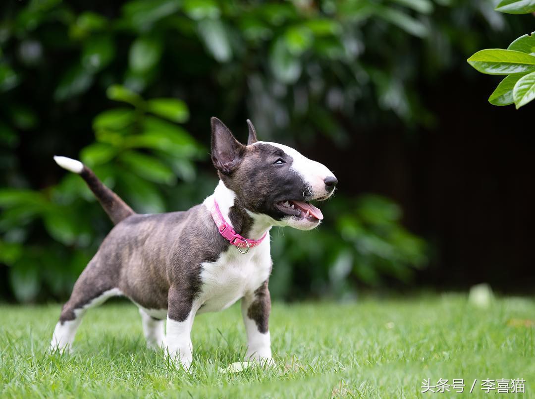 争强好胜不是错,牛头梗是狗中最厉害的一个