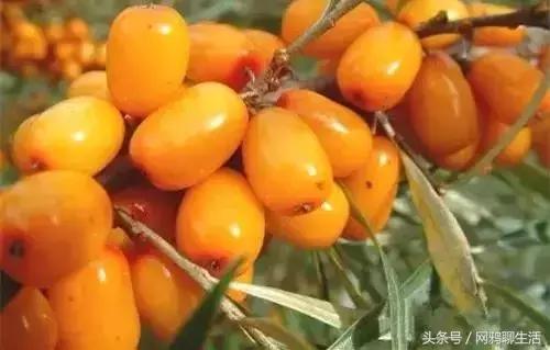 八角梨、树莓、榅桲……7种*疆新**地产水果，吃过5种算你老道！