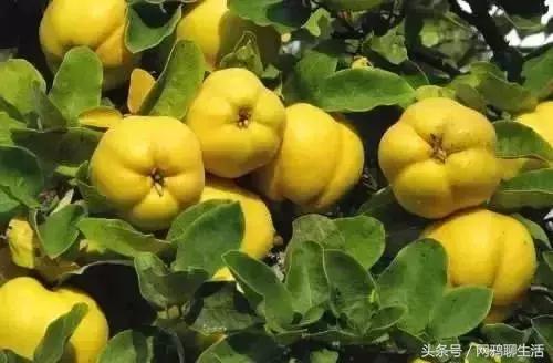 八角梨、树莓、榅桲……7种*疆新**地产水果，吃过5种算你老道！