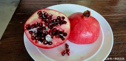 石榴的种子盆栽种植方法,石榴如何种植才可以开花结果