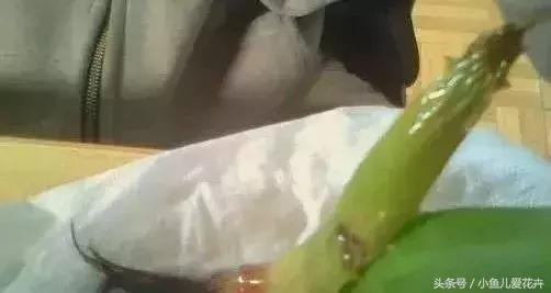 养花浇水知道这14个坑花能活20年,不适合多浇水的8种花