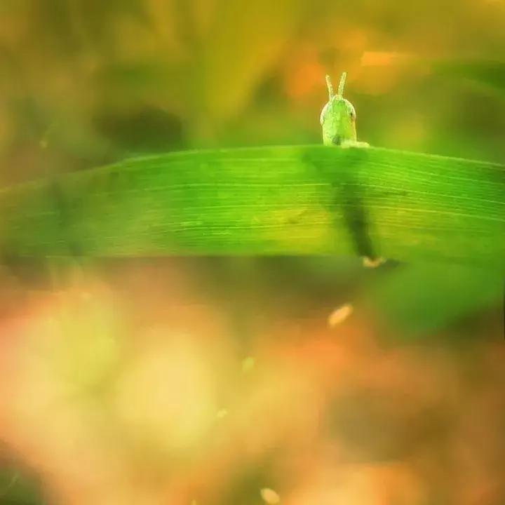 手机广角微距镜头如何使用,手机外接鱼眼镜头