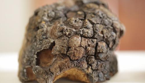 杨波：传统方式浪费白桦茸资源赴俄投资实现多方共赢