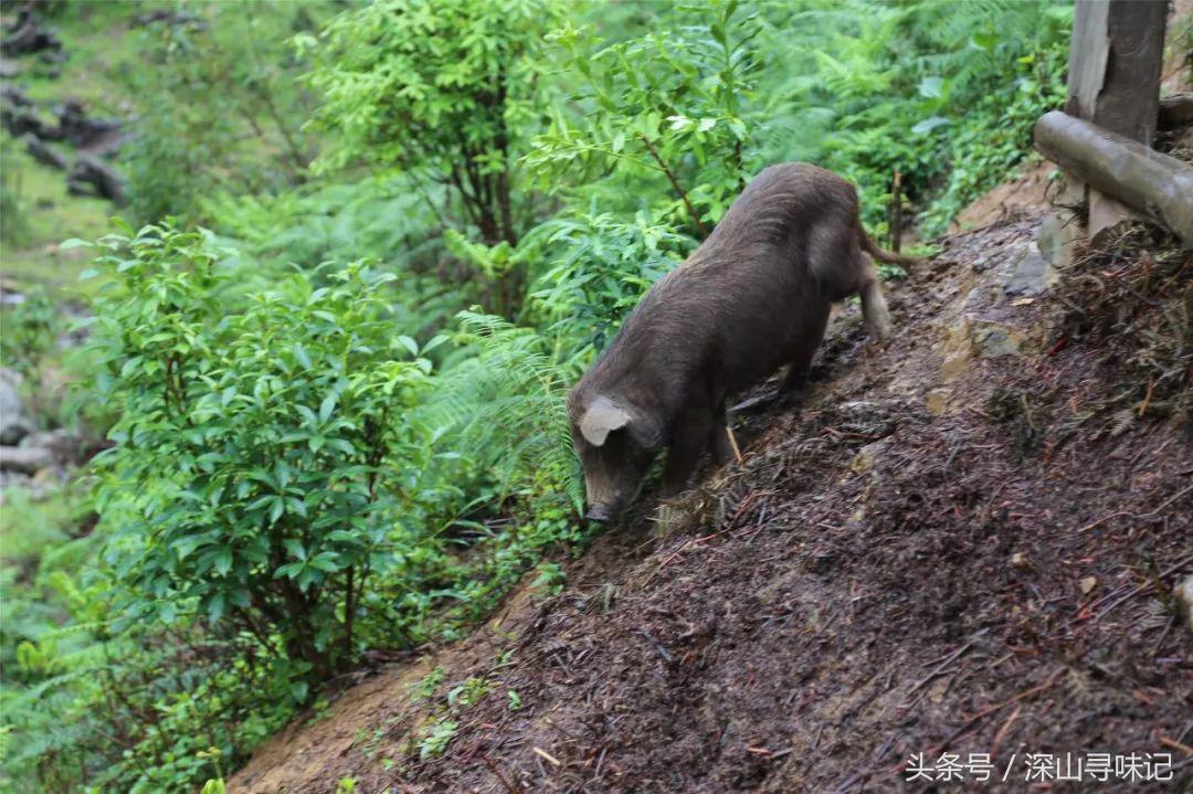深山寻味｜远赴镇康，遇见一个不一样的木场乡