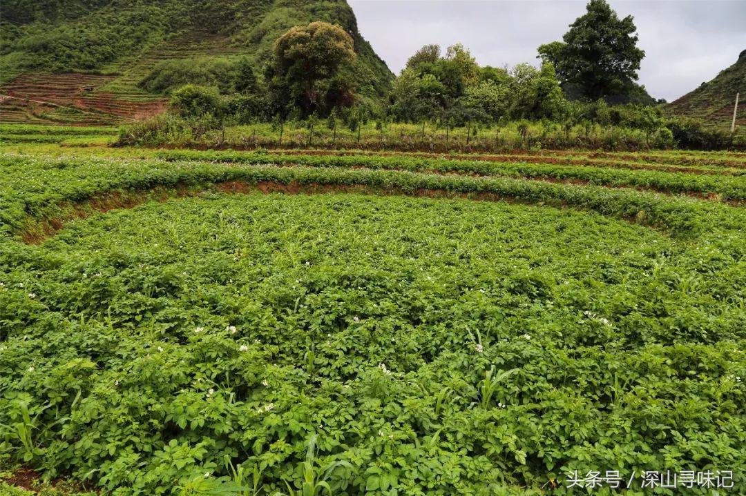 深山寻味｜远赴镇康，遇见一个不一样的木场乡