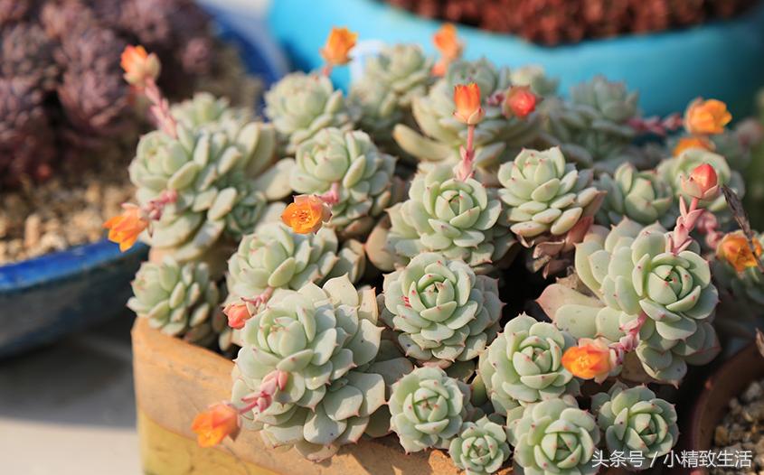 多肉植物开花前怎么养好,多肉植物开花怎么处理