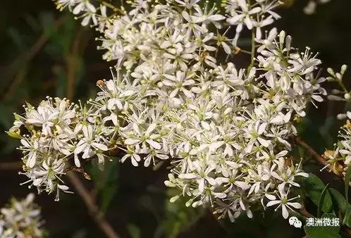 澳洲十佳蜂蜜,十佳蜂蜜澳大利亚