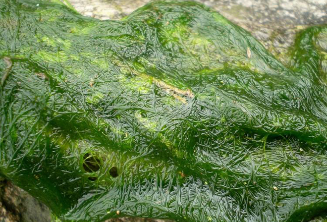 水稻青苔怎么除,水稻青苔高效处理