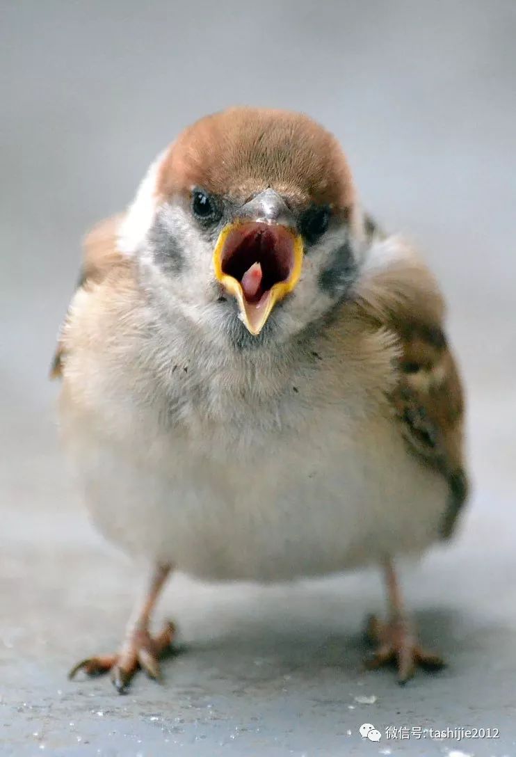 诚实的麻雀,谦虚的麻雀