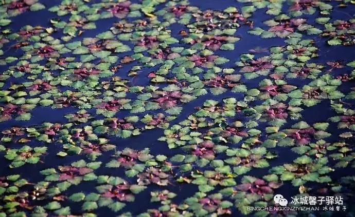 有一处叫世外桃源的地方,有一个地方是世外桃源
