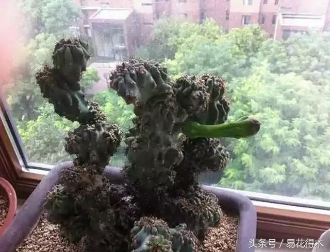 多肉植物仙人掌怎样养得粗壮,山影拳仙人山图片
