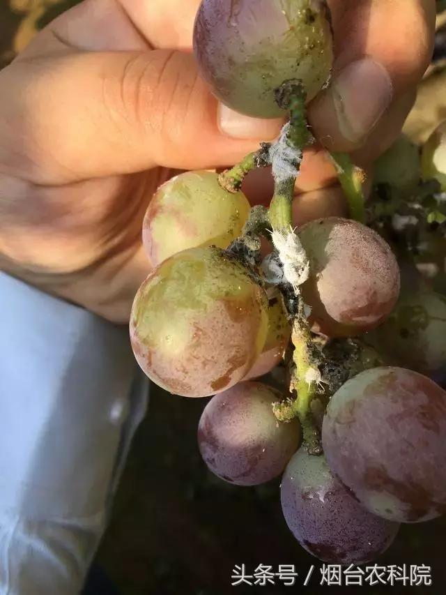 葡萄康氏粉蚧综合防治技术