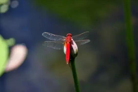 最幸福的夏日诗词,唯美诗词美句经典夏日