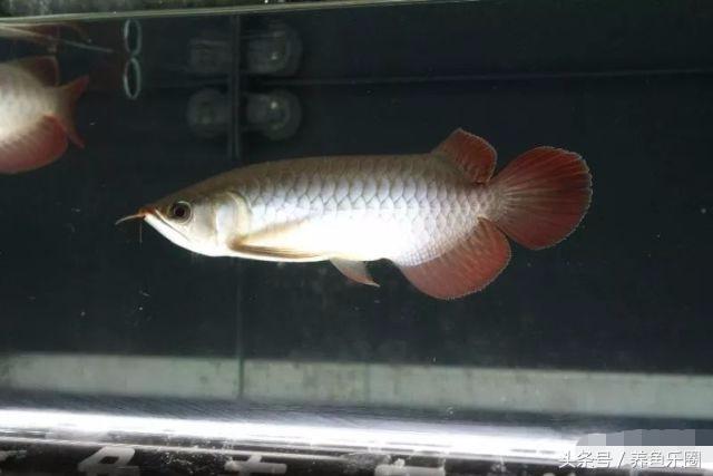 龙鱼不同时期应该做的事,龙鱼各个阶段注意什么