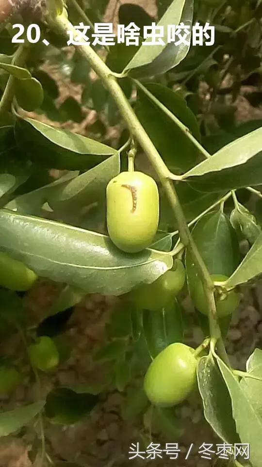 冬枣管理问题解答专家,冬枣管理问答第204期