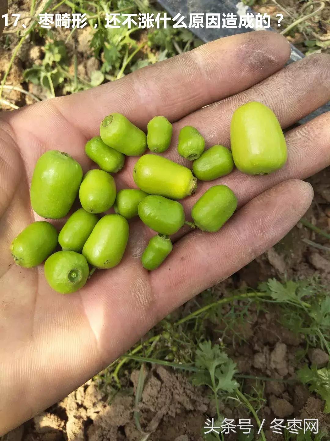 冬枣管理问题解答专家,冬枣管理问答第204期