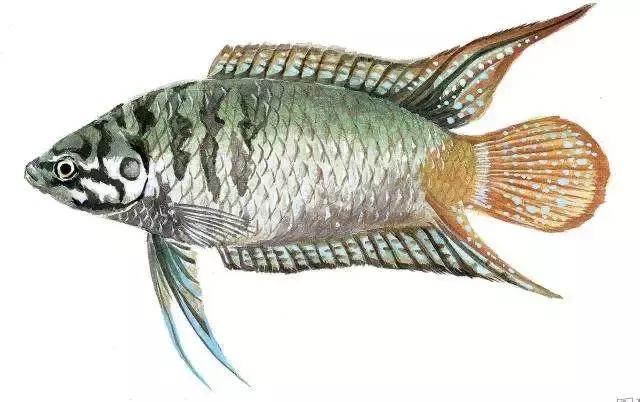 斗鱼靓仔,斗鱼小仔