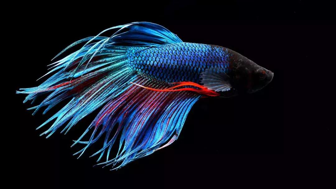 斗鱼靓仔,斗鱼小仔