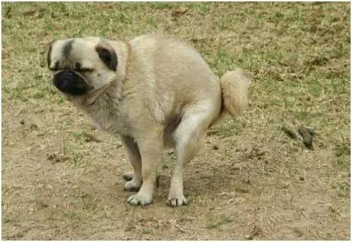 狗便血一定是细小吗,狗便血最有效的治疗方法