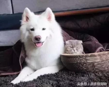 狗狗发情了,该怎么护理……