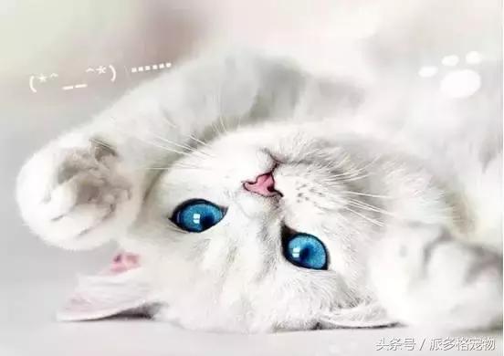 狗狗发情了,该怎么护理……