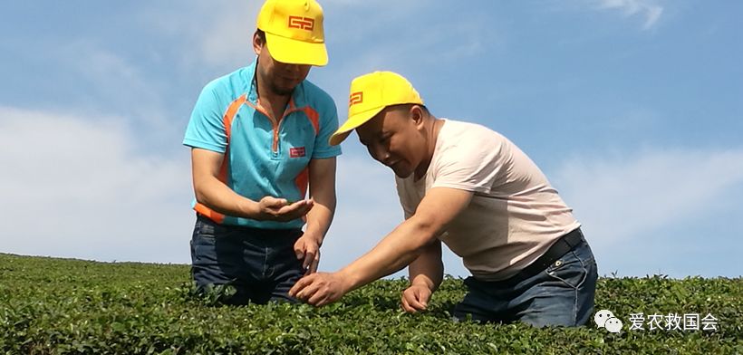 干旱天气对茶叶的影响,高温干旱对茶树的影响