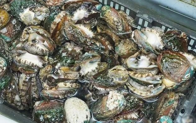 端午节吃什么海鲜比较好,端午海鲜如何选