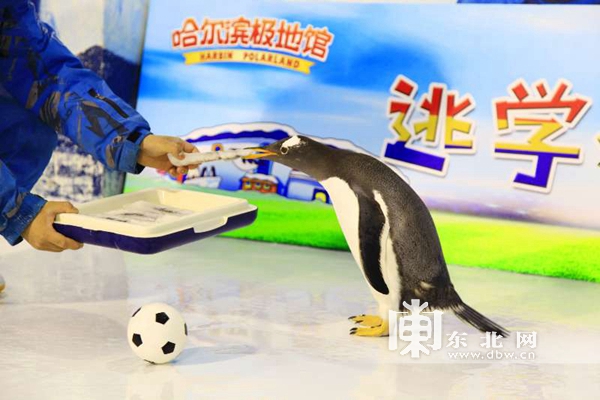 哈尔滨极地馆逃学企鹅直播,哈尔滨极地公园逃学企鹅馆