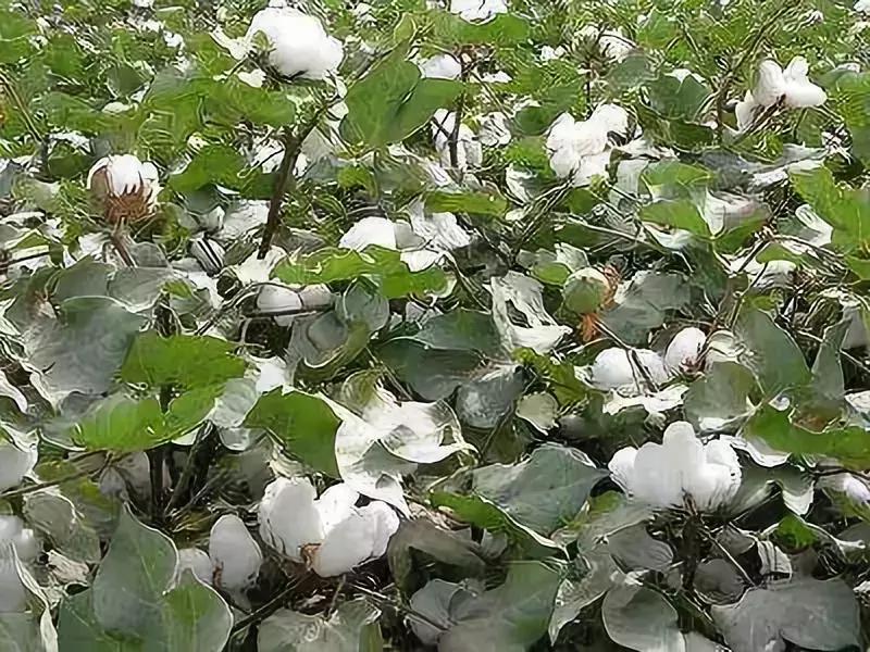 中国基建印在纸币上,把中国工程印在钱币上的国家