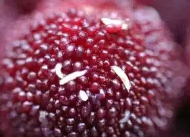 一颗杨梅就有六条蛆,一棵杨梅多年不结果是什么原因