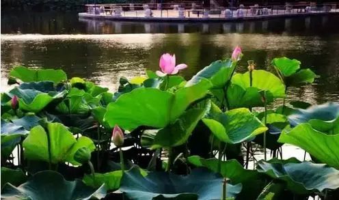 花乡哪天开始无新增,花乡卖不掉的二手车怎么处理