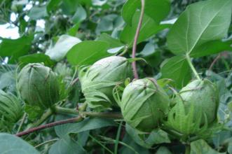 棉花蹲苗时缩节胺用量,棉花苗可以用缩节胺吗