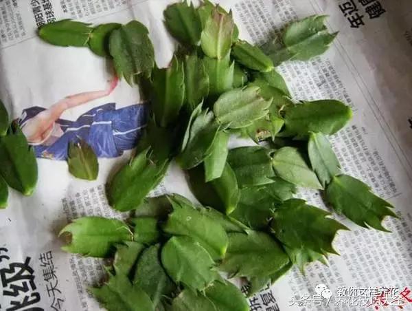 蟹爪兰长得好好的就断了怎么回事,蟹爪兰花谢了怎么处理才能复花