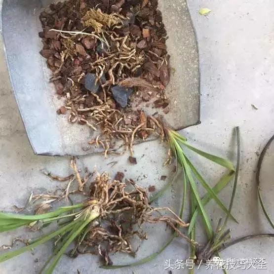 蟹爪兰长得好好的就断了怎么回事,蟹爪兰花谢了怎么处理才能复花