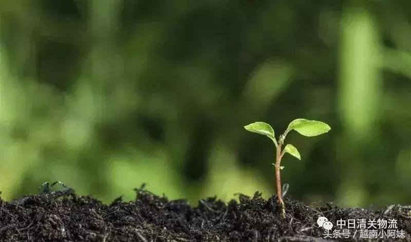 香港海关e道要被拆了”！可是代购都哭了