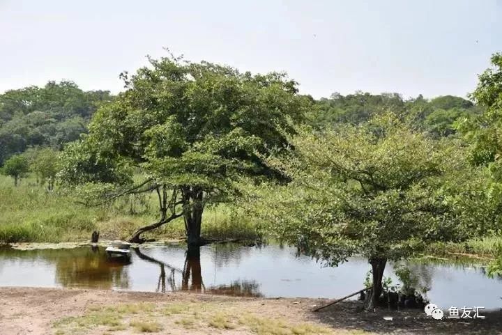 特隆贝塔如何饲养,特隆贝塔半皇与红彩区别