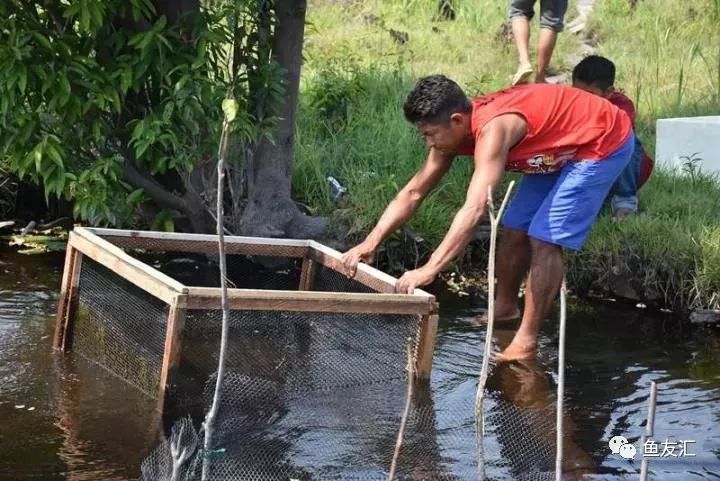 特隆贝塔如何饲养,特隆贝塔半皇与红彩区别