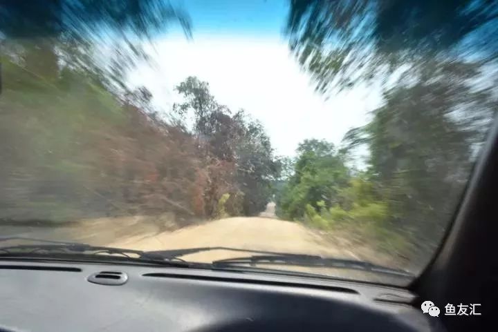 特隆贝塔如何饲养,特隆贝塔半皇与红彩区别