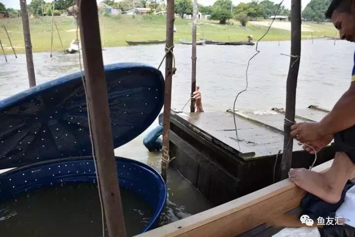 特隆贝塔如何饲养,特隆贝塔半皇与红彩区别