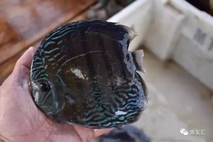 特隆贝塔如何饲养,特隆贝塔半皇与红彩区别