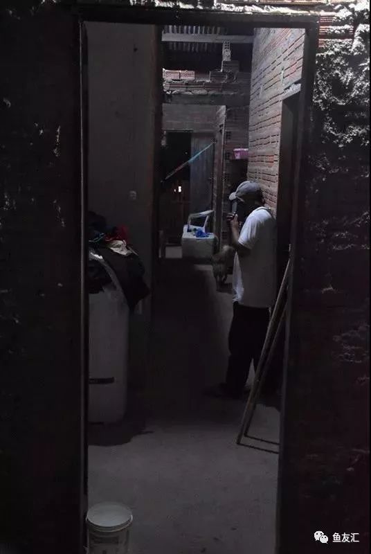 特隆贝塔如何饲养,特隆贝塔半皇与红彩区别