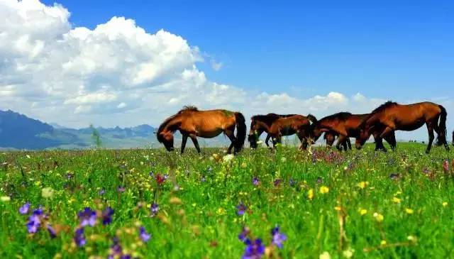 甘肃张掖军马场旅游 (张掖最好的军马场)