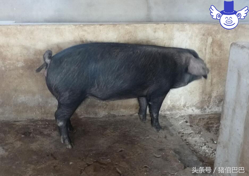 初产母猪容易难产怎么办？只需要做好这些工作就不用担心了