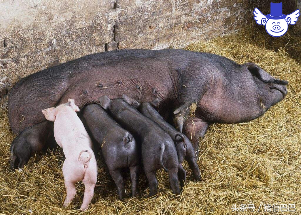 母猪产崽需要注意什么,如何使母猪产崽快