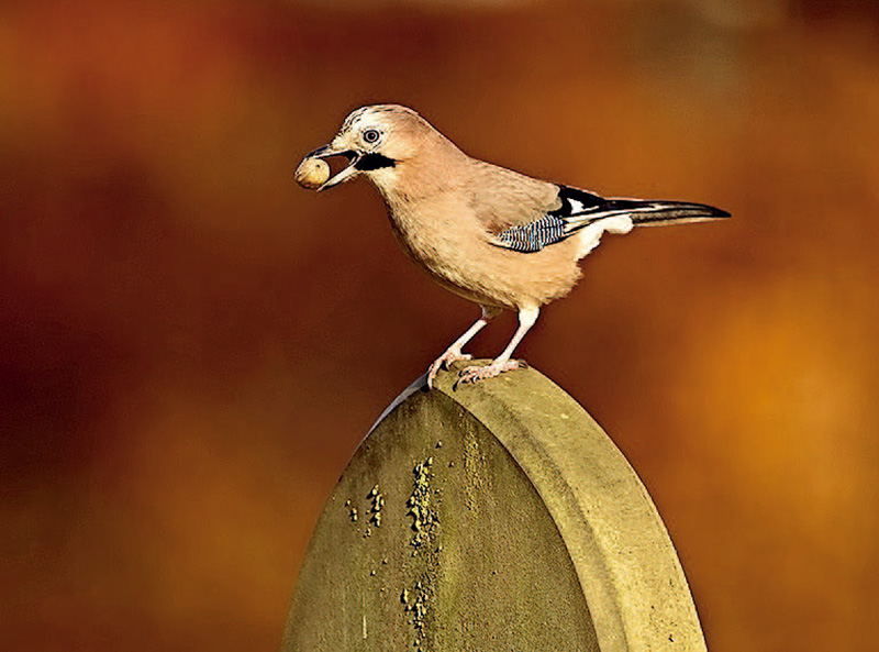 鎯犳儬鎽勫奖浣滃搧娆ｈ祻,鎯犳媿鎽勫奖