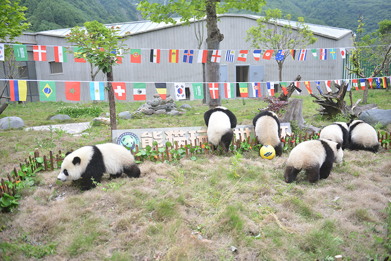 萌哭2017新生大熊猫宝宝齐亮,萌哭小熊猫幼崽