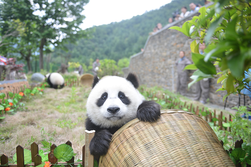 熊猫宝宝萌哭,萌宝宝们的足球友谊赛开始啦