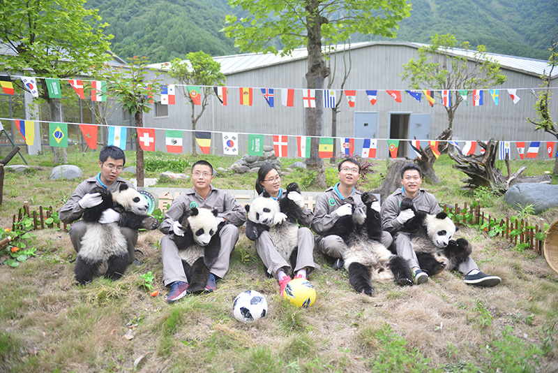 熊猫宝宝萌哭,萌宝宝们的足球友谊赛开始啦